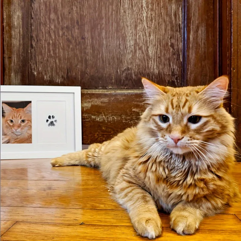 Pet Paw Print Kit With 1 Ink P - Footprint Ink Kit ulasan dan harga